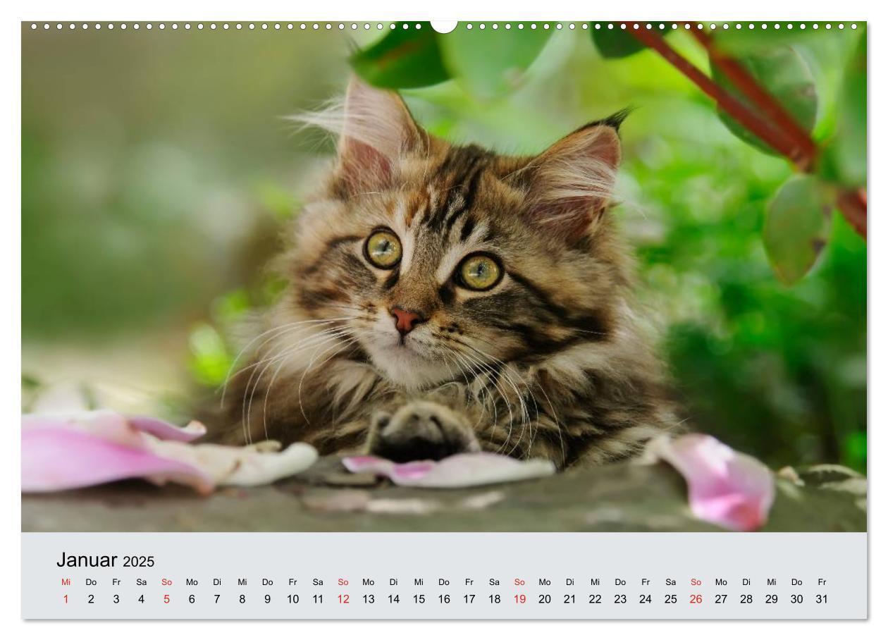 Bild: 9783435811809 | Katzen im Garten (Wandkalender 2025 DIN A2 quer), CALVENDO...