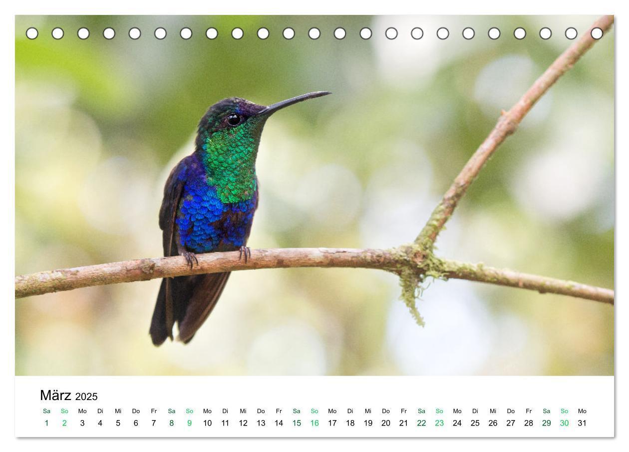 Bild: 9783383977138 | Costa Rica - Tropische Tierwelt (Tischkalender 2025 DIN A5 quer),...