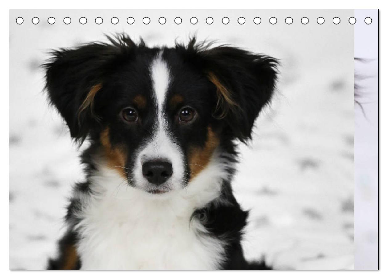 Bild: 9783435185153 | Australian Shepherd Tri Color (Tischkalender 2025 DIN A5 quer),...