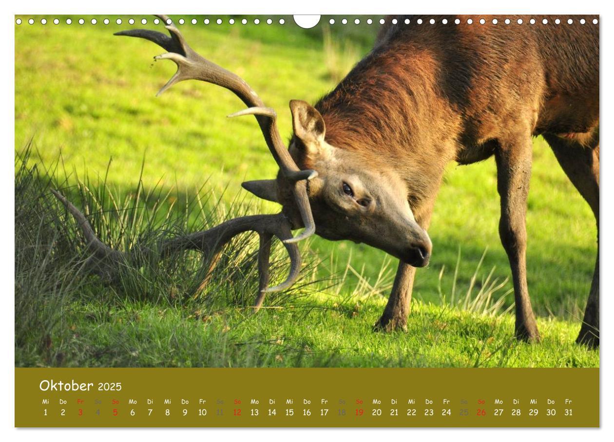 Bild: 9783435634569 | Begegnungen. DER HIRSCH (Wandkalender 2025 DIN A3 quer), CALVENDO...