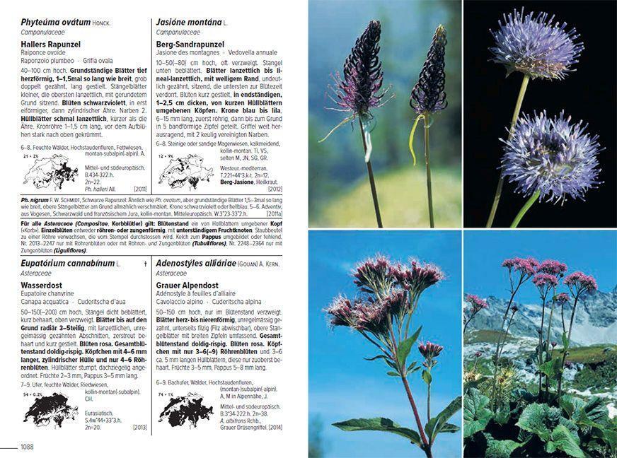 Bild: 9783258083490 | Flora Helvetica - Illustrierte Flora der Schweiz | Lauber (u. a.)