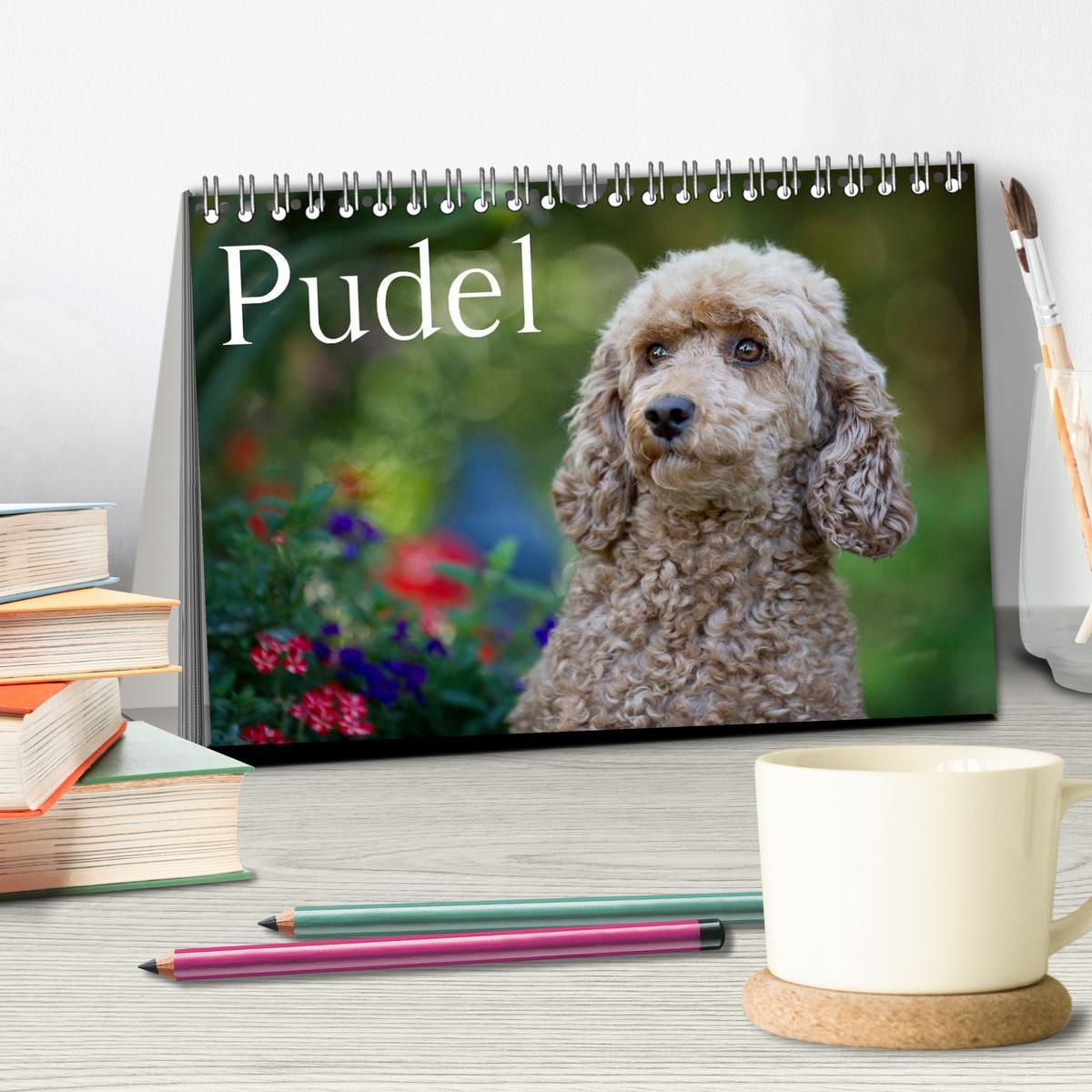 Bild: 9783435723614 | Pudel (Tischkalender 2025 DIN A5 quer), CALVENDO Monatskalender | 2025