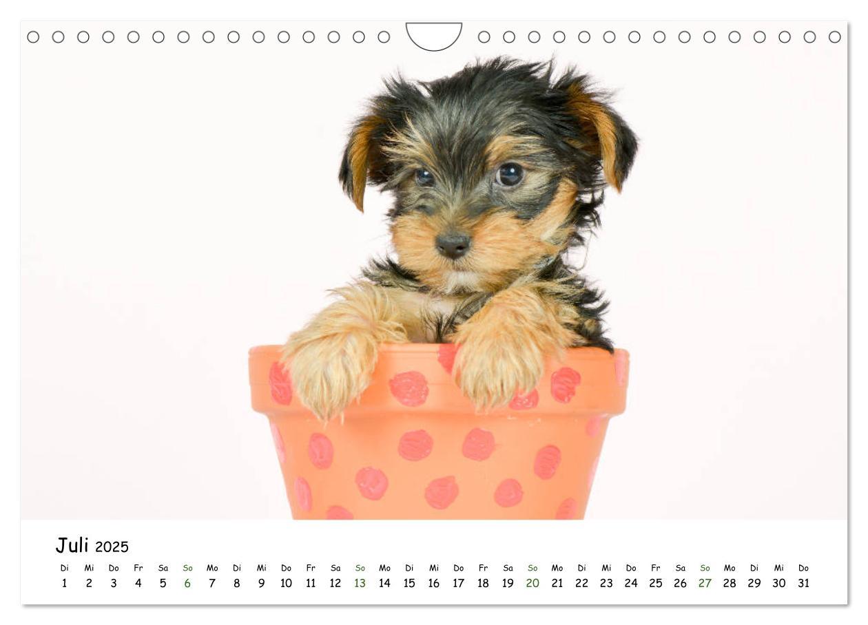 Bild: 9783435324224 | Baby Pfoten (Wandkalender 2025 DIN A4 quer), CALVENDO Monatskalender