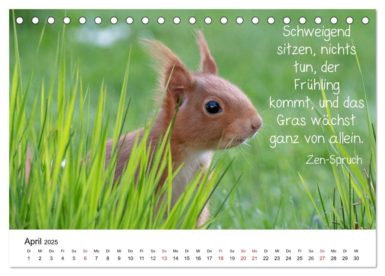 Bild: 9783435433247 | Der literarische Eichhörnchen-Kalender (Tischkalender 2025 DIN A5...