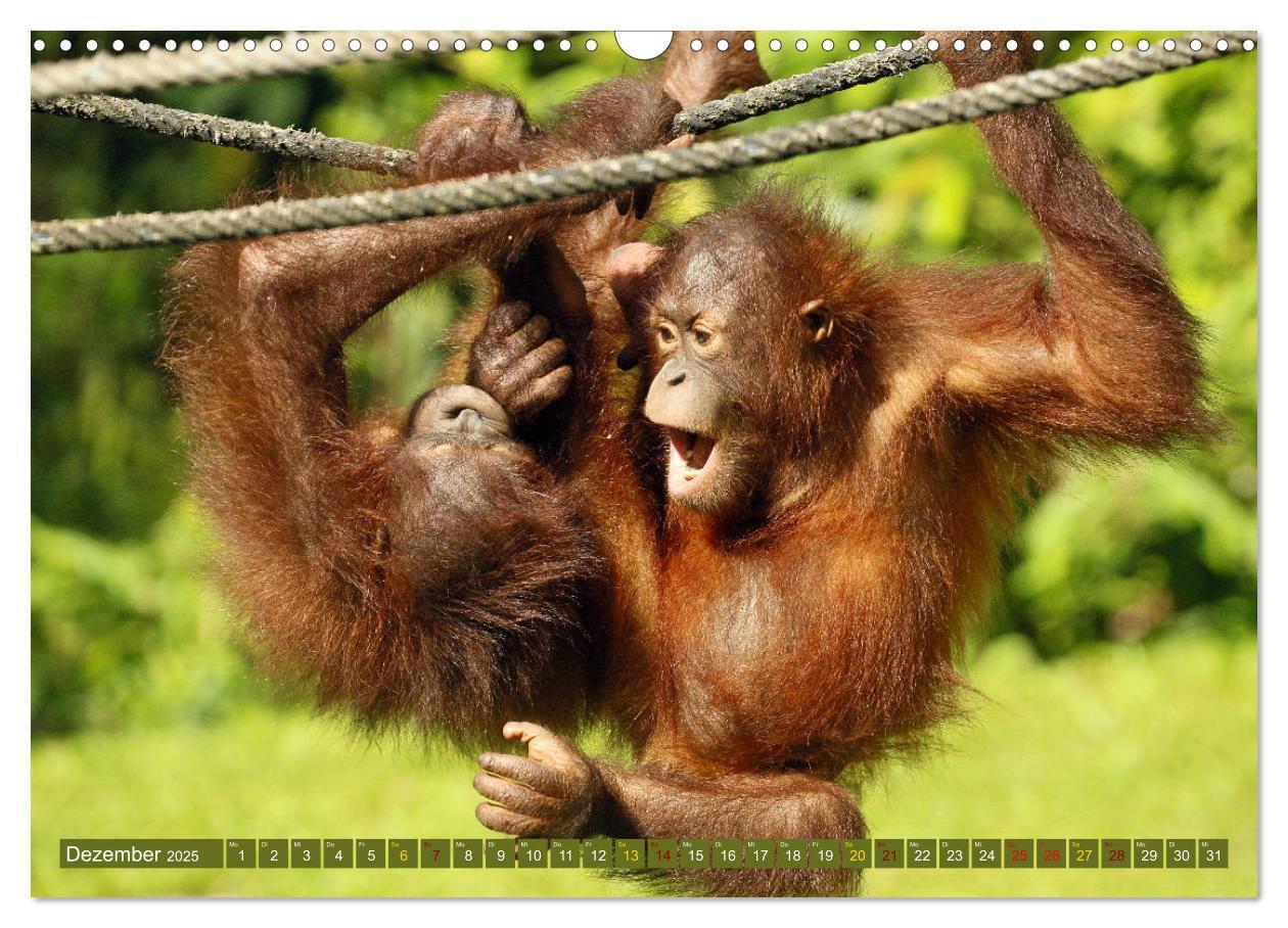 Bild: 9783435361502 | Waldmenschen - Orang Utans auf Borneo (Wandkalender 2025 DIN A3...