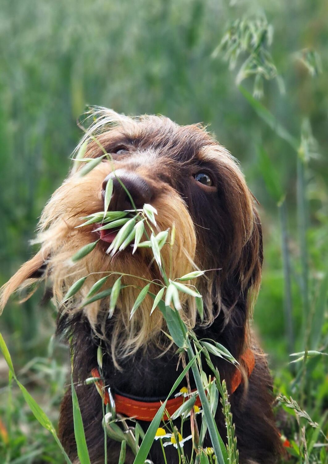 Bild: 9783275023073 | Über 125 Naturheilmittel für den gesunden Hund! | Diana Tiebes | Buch