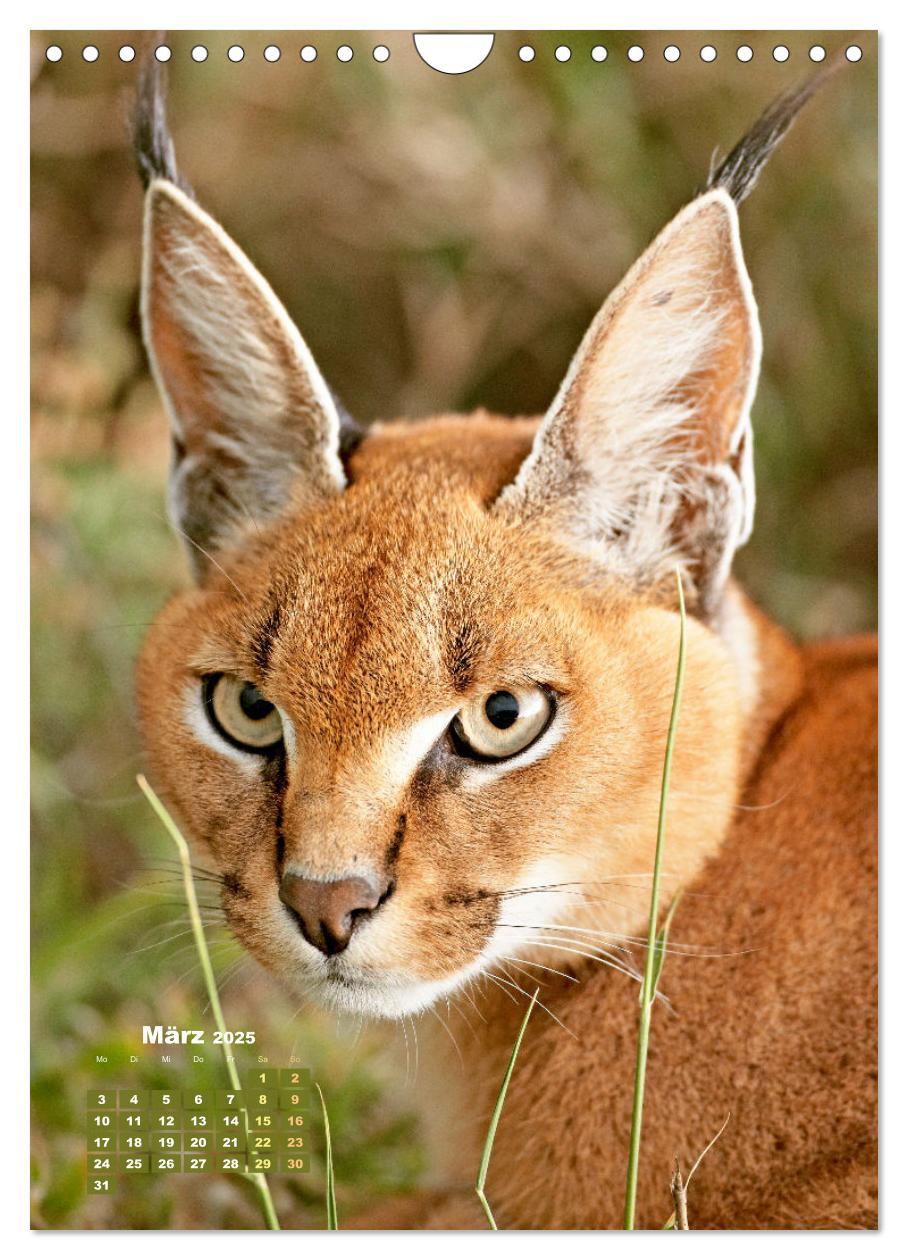 Bild: 9783435061389 | Raubkatzen: Die Jäger auf leisen Pfoten (Wandkalender 2025 DIN A4...