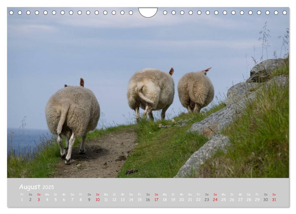 Bild: 9783435524099 | Ganz schön Schaf (Wandkalender 2025 DIN A4 quer), CALVENDO...