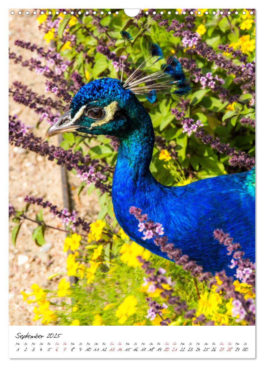 Bild: 9783435968480 | Tierwelten - aus dem ältesten Tiergarten der Welt (Wandkalender...