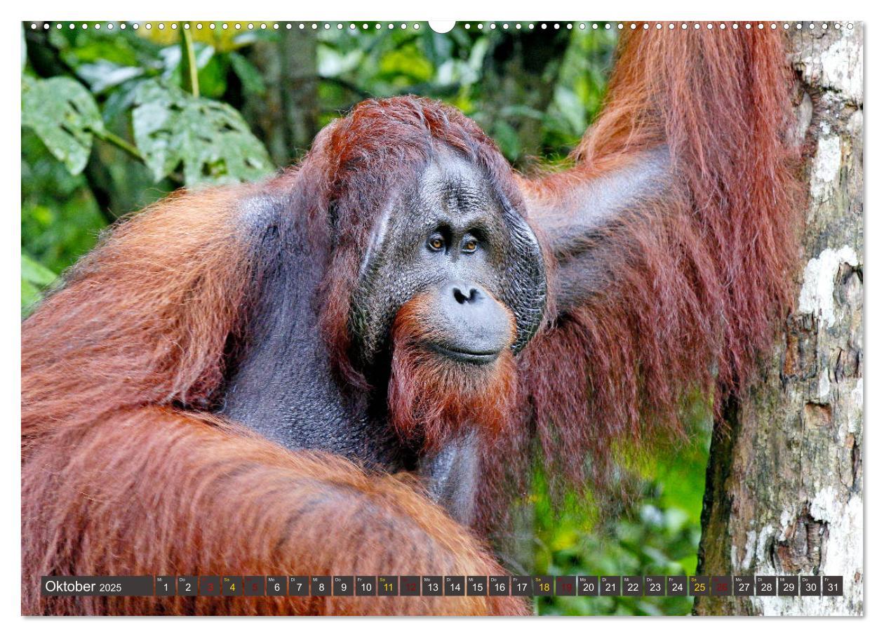 Bild: 9783435360383 | Waldmenschen - Orang Utans auf Borneo (Wandkalender 2025 DIN A2...