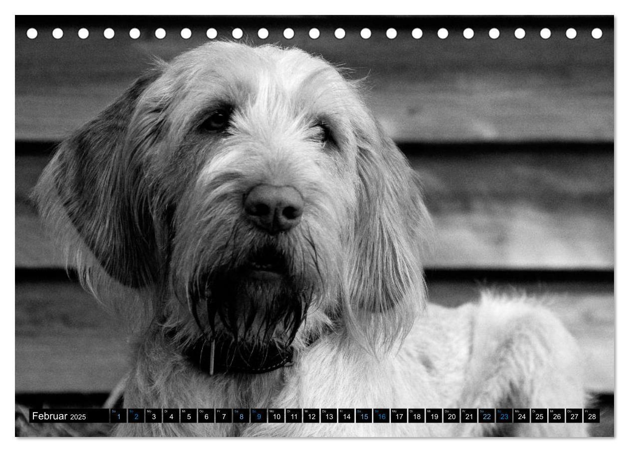 Bild: 9783435628575 | Carissimo Spinone Italiano (Tischkalender 2025 DIN A5 quer),...