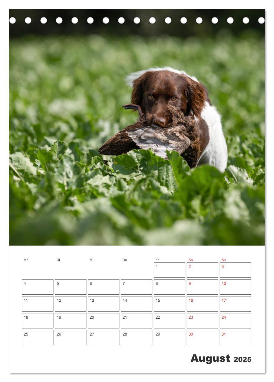 Bild: 9783457163429 | Geboren um zu Jagen. Der kleine Münsterländer (Tischkalender 2025...