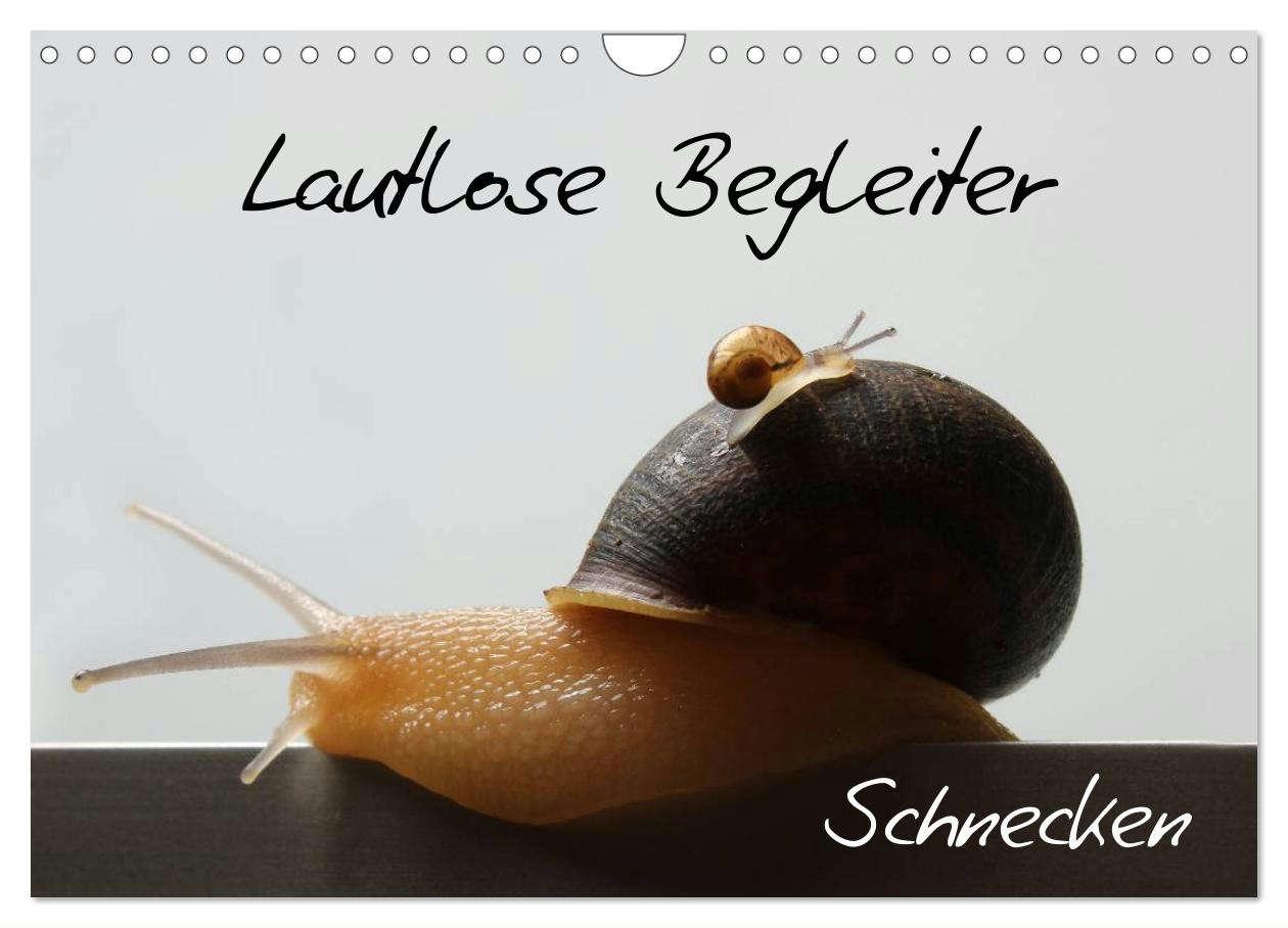 Cover: 9783435707812 | Lautlose Begleiter - Schnecken (Wandkalender 2025 DIN A4 quer),...