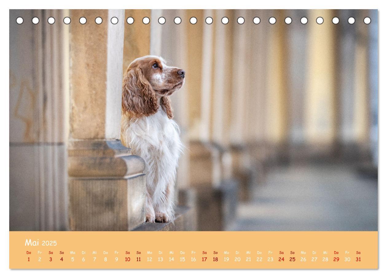 Bild: 9783383951633 | Englischer Cocker Spaniel (Tischkalender 2025 DIN A5 quer),...