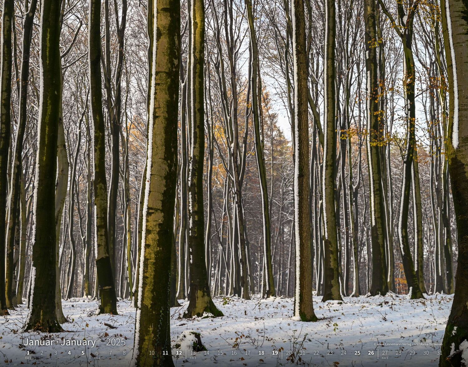 Bild: 9783862923397 | Bäume-Wälder 2025 Großformat-Kalender 58 x 45,5 cm | Linnemann Verlag