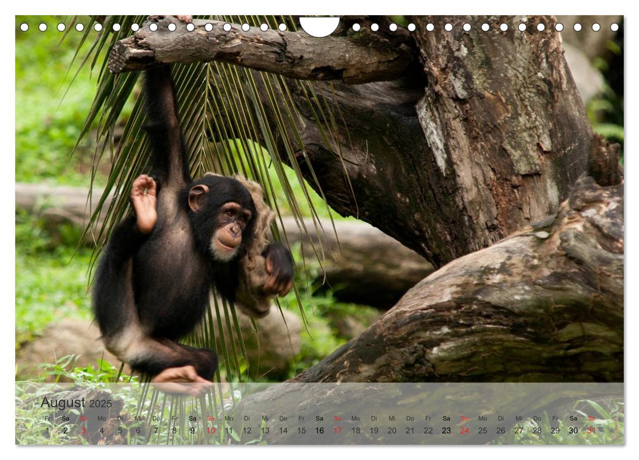 Bild: 9783435606573 | Afrikas schöne Tierwelt (Wandkalender 2025 DIN A4 quer), CALVENDO...