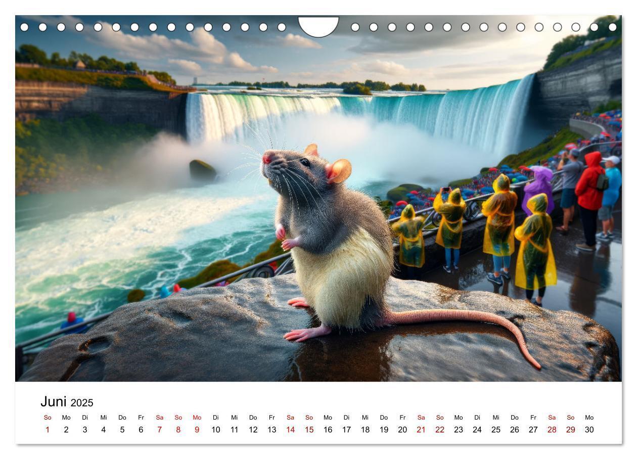 Bild: 9783383787539 | Ratten auf Reisen (Wandkalender 2025 DIN A4 quer), CALVENDO...