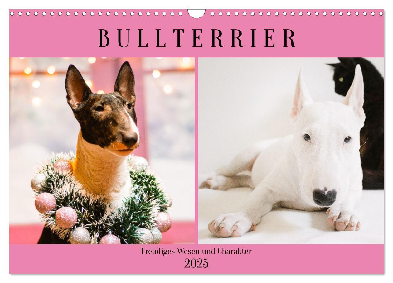 Cover: 9783383947117 | Bullterrier. Freudiges Wesen und Charakter (Wandkalender 2025 DIN...