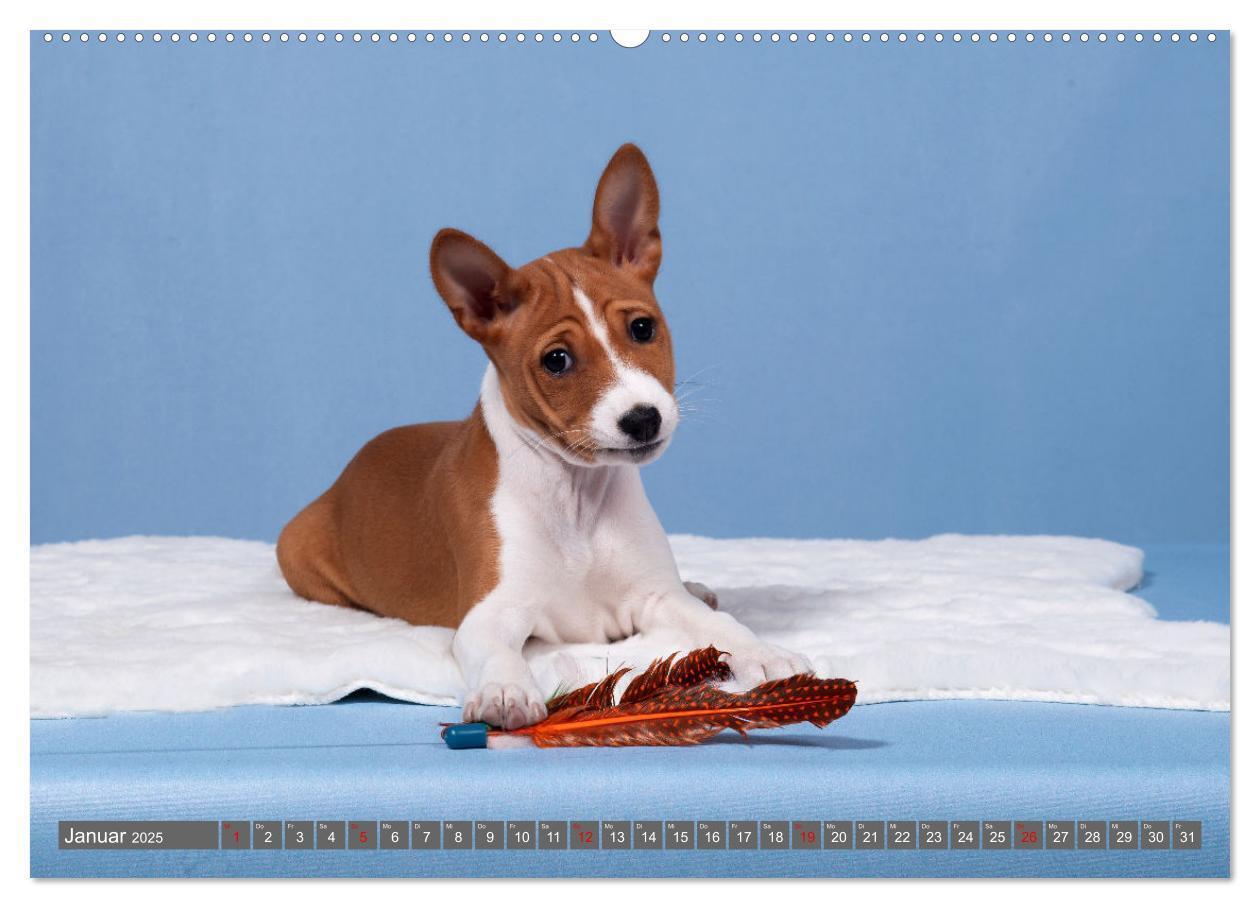 Bild: 9783457196021 | Der Basenji (hochwertiger Premium Wandkalender 2025 DIN A2 quer),...