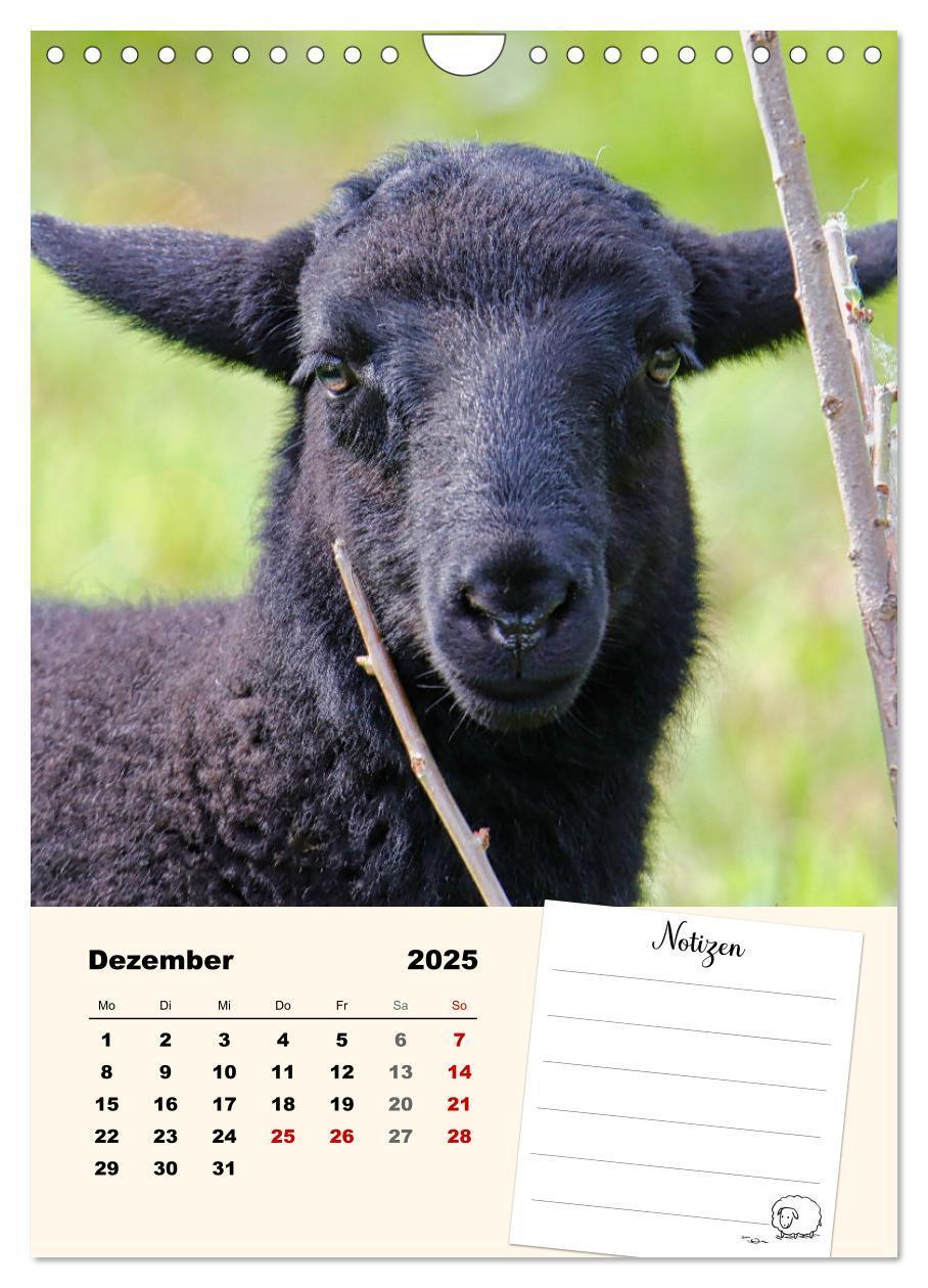 Bild: 9783435844517 | Lämmerglück (Wandkalender 2025 DIN A4 hoch), CALVENDO Monatskalender