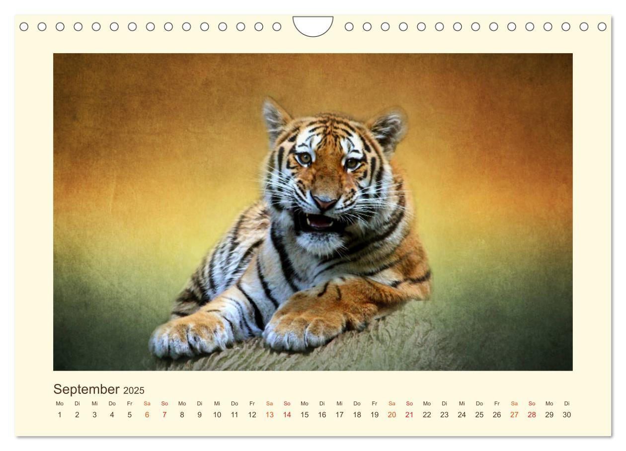 Bild: 9783435449378 | Sibirische Tigerportraits (Wandkalender 2025 DIN A4 quer), CALVENDO...