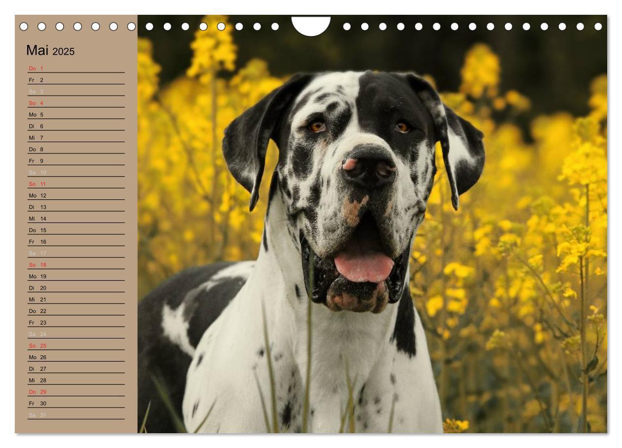 Bild: 9783435492305 | Deutsche Doggen - Sanfte Riesen (Wandkalender 2025 DIN A4 quer),...