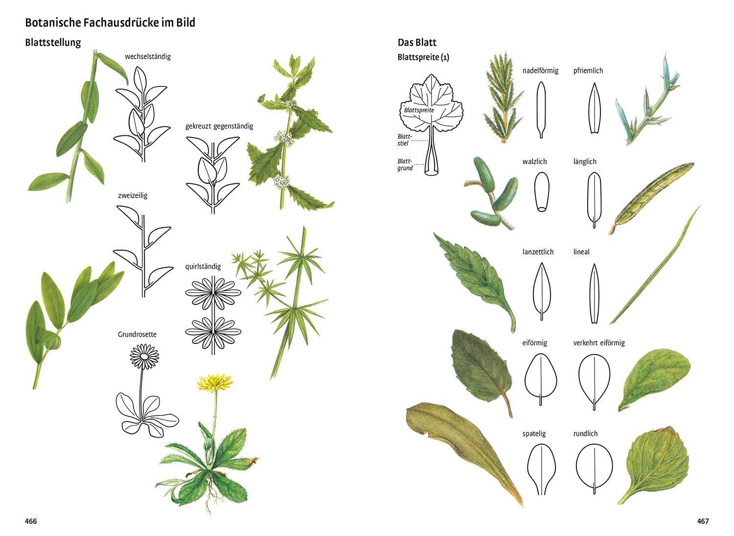 Bild: 9783440170731 | Was blüht denn da - Original | Margot Spohn | Taschenbuch | 496 S.