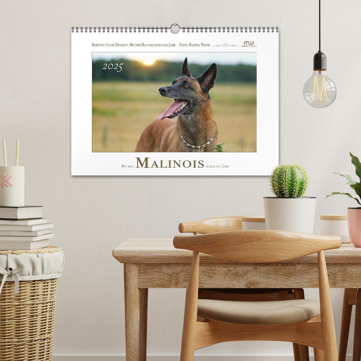 Bild: 9783383798436 | Mit dem Malinois durch das Jahr (Wandkalender 2025 DIN A3 quer),...