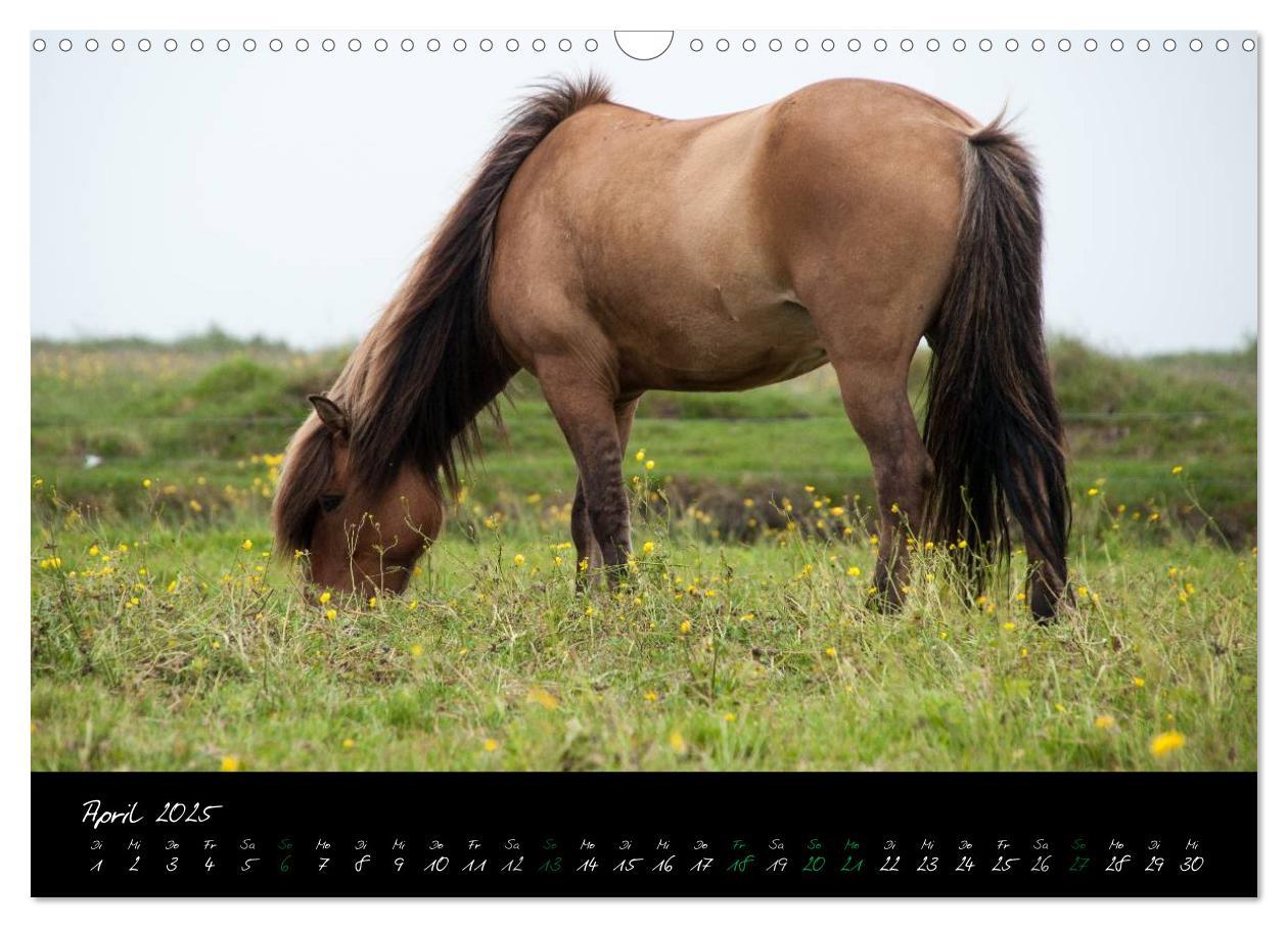 Bild: 9783435784493 | Charakterköpfe Islandpferde (Wandkalender 2025 DIN A3 quer),...