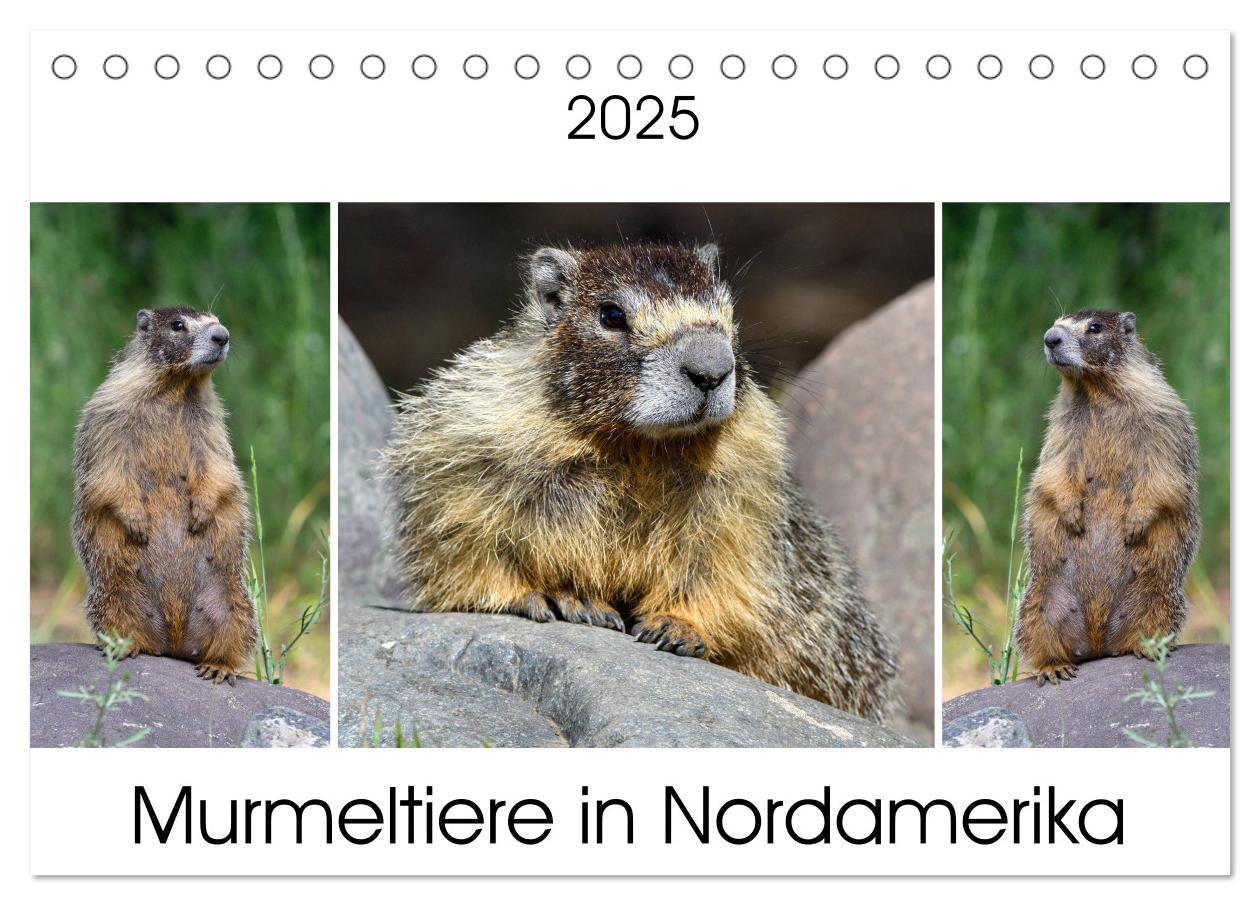 Cover: 9783435396306 | Murmeltiere in Nordamerika (Tischkalender 2025 DIN A5 quer),...