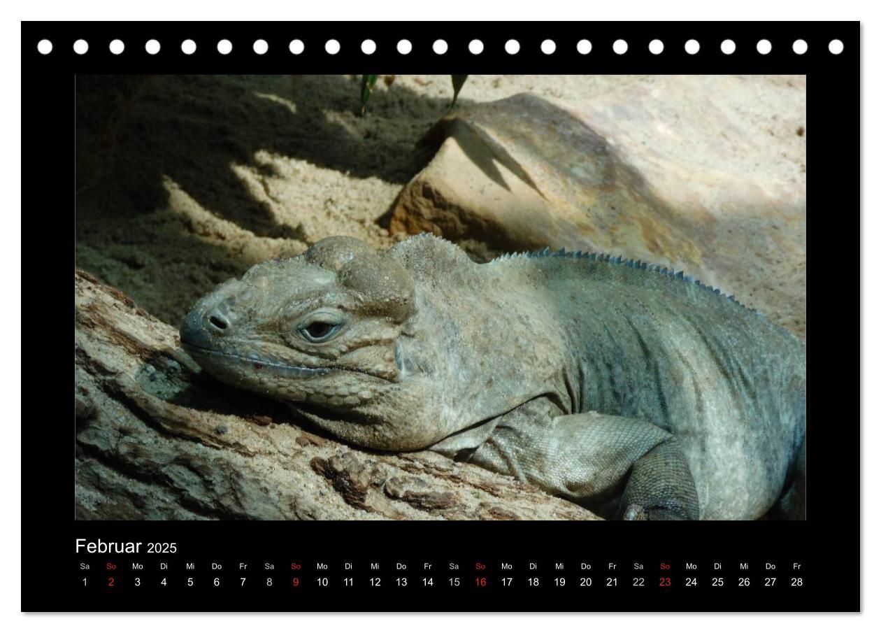 Bild: 9783435806256 | Faszinierende Reptilien (Tischkalender 2025 DIN A5 quer), CALVENDO...