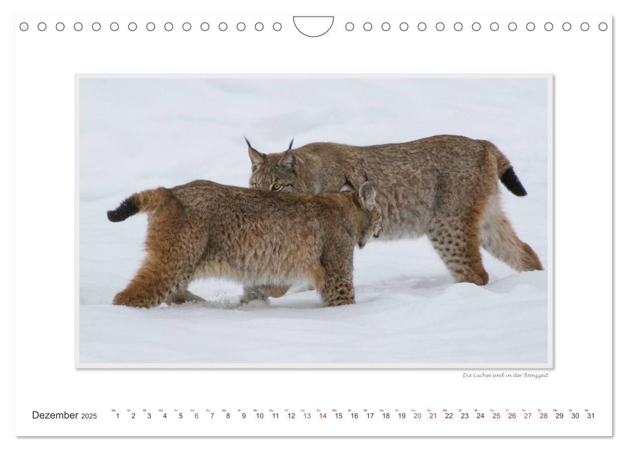 Bild: 9783435798780 | Emotionale Momente: Tierischer Sex. (Wandkalender 2025 DIN A4...