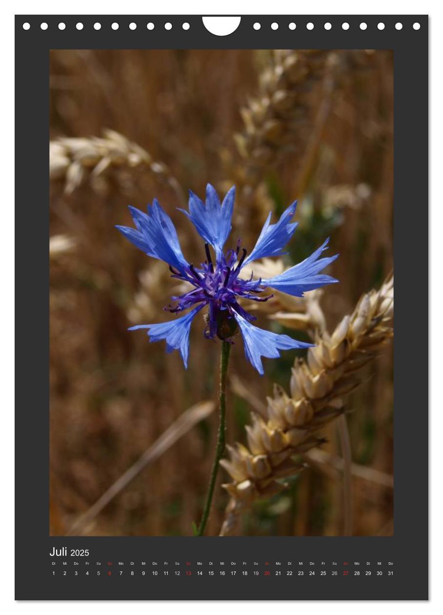 Bild: 9783457085998 | Odenwald - Impressionen einer Landschaft (Wandkalender 2025 DIN A4...