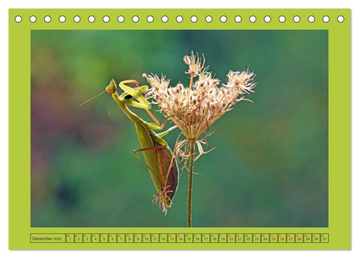 Bild: 9783435149483 | Die Gottesanbeterin Mantis Religiosa (Tischkalender 2025 DIN A5...