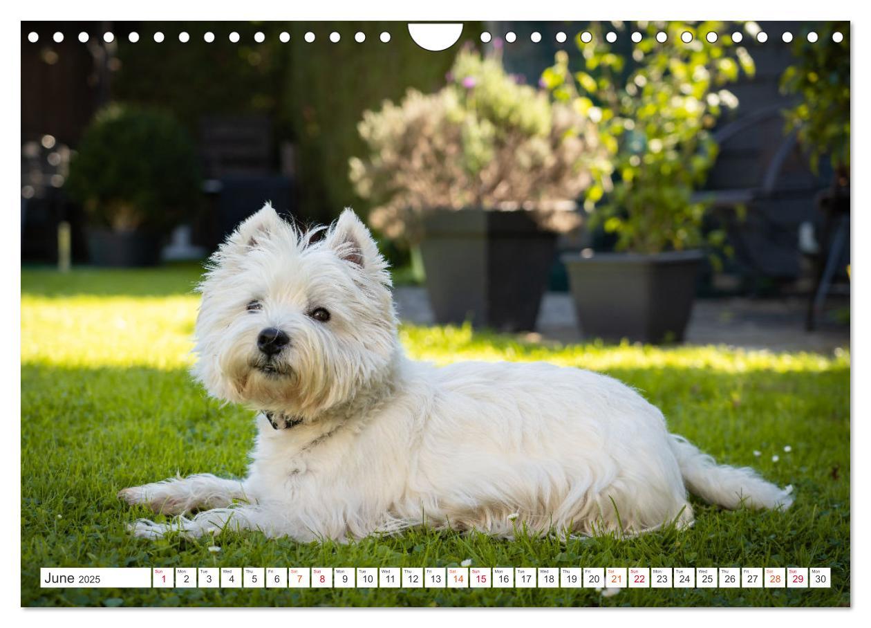 Bild: 9781325930739 | West Highland White Terrier - Your charming companion (Wall...