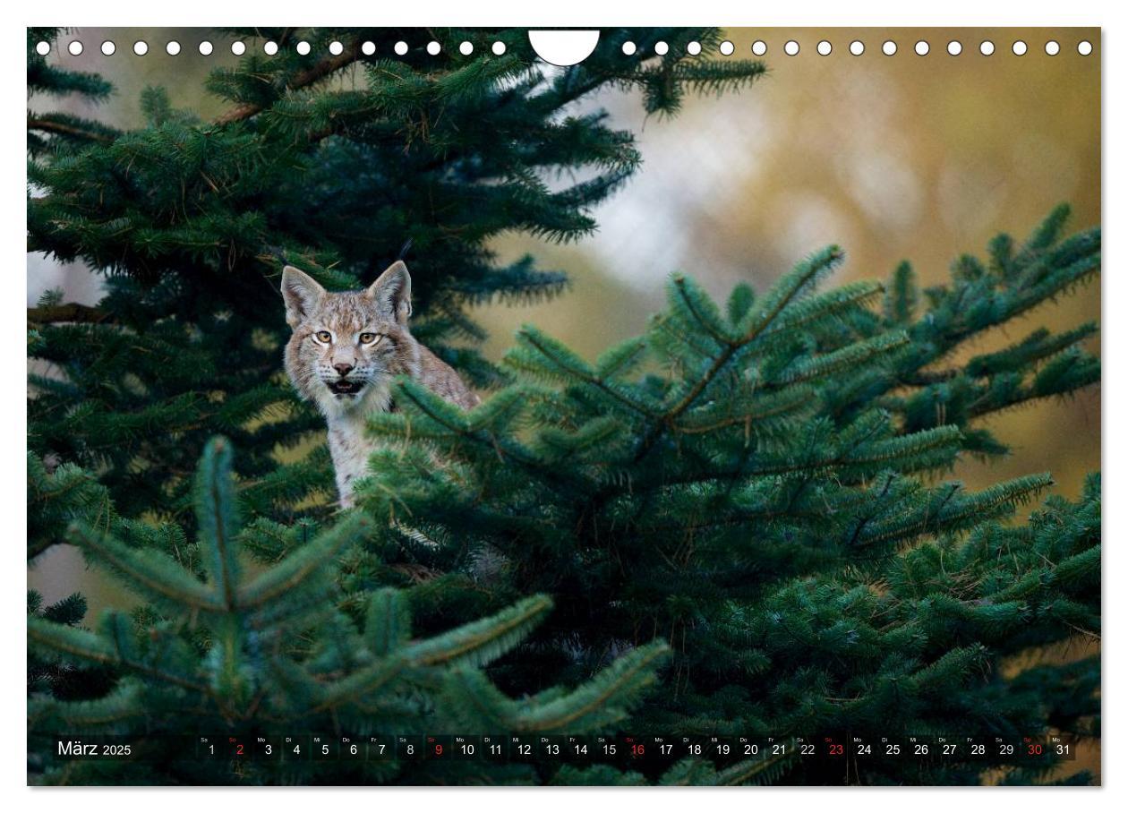 Bild: 9783435690213 | Der Luchs - Dem Pinselohr auf der Spur (Wandkalender 2025 DIN A4...