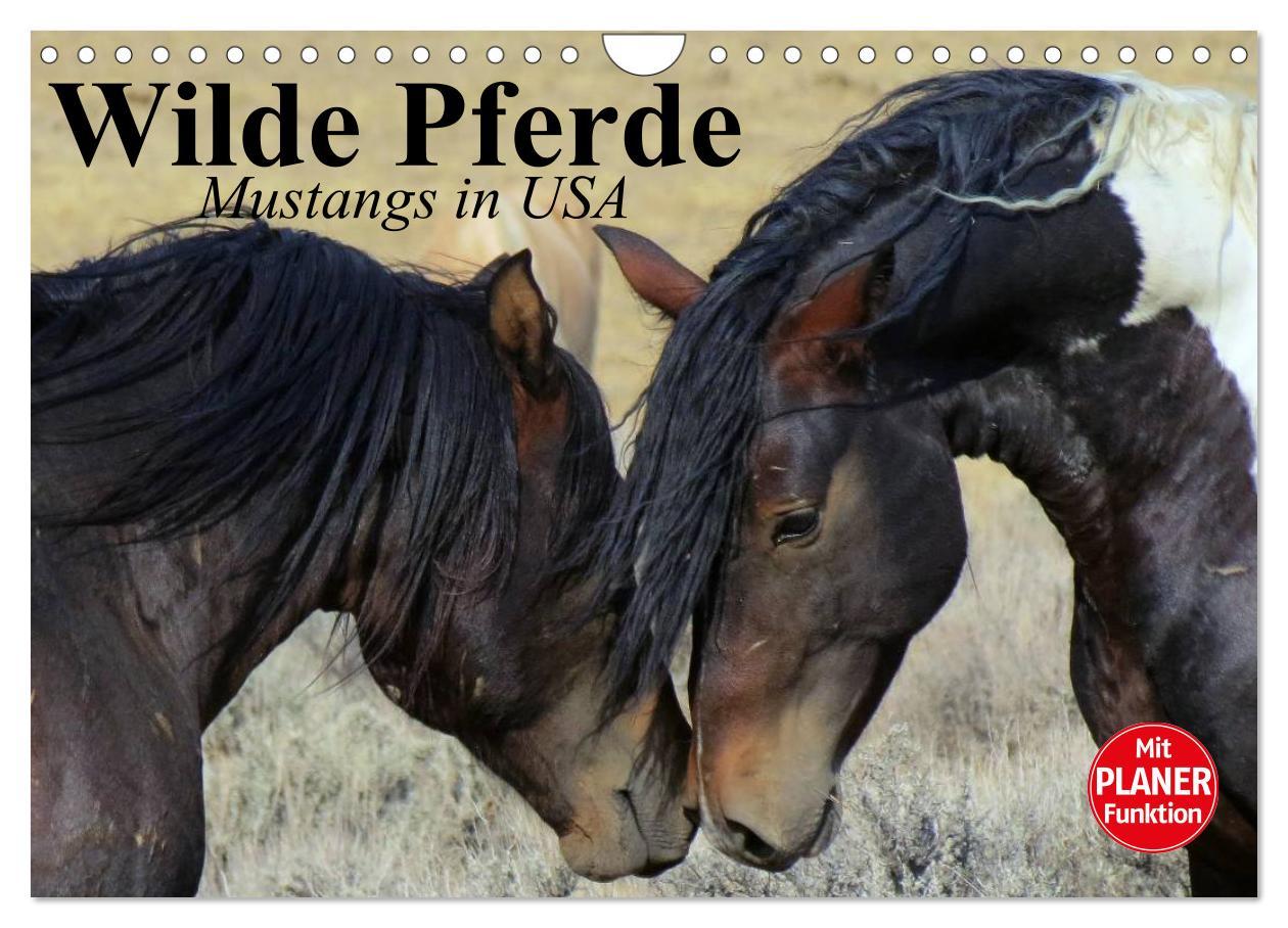 Cover: 9783435529780 | Wilde Pferde. Mustangs in USA (Wandkalender 2025 DIN A4 quer),...