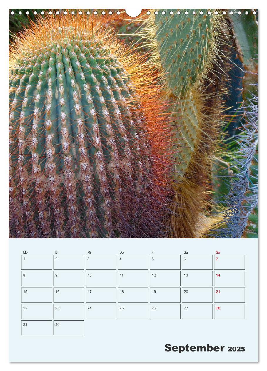 Bild: 9783435969685 | Wehrhafte Sukkulenten (Wandkalender 2025 DIN A3 hoch), CALVENDO...