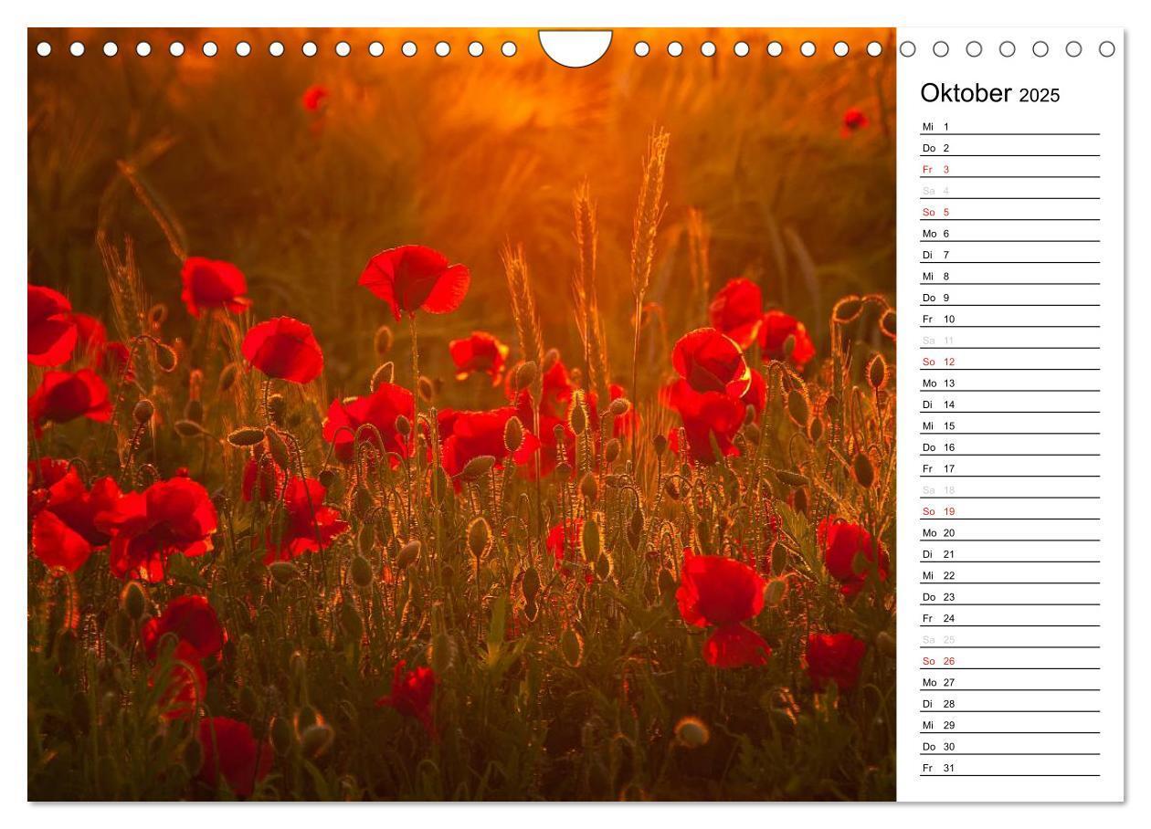 Bild: 9783435218646 | Ein Traum von Mohn (Wandkalender 2025 DIN A4 quer), CALVENDO...