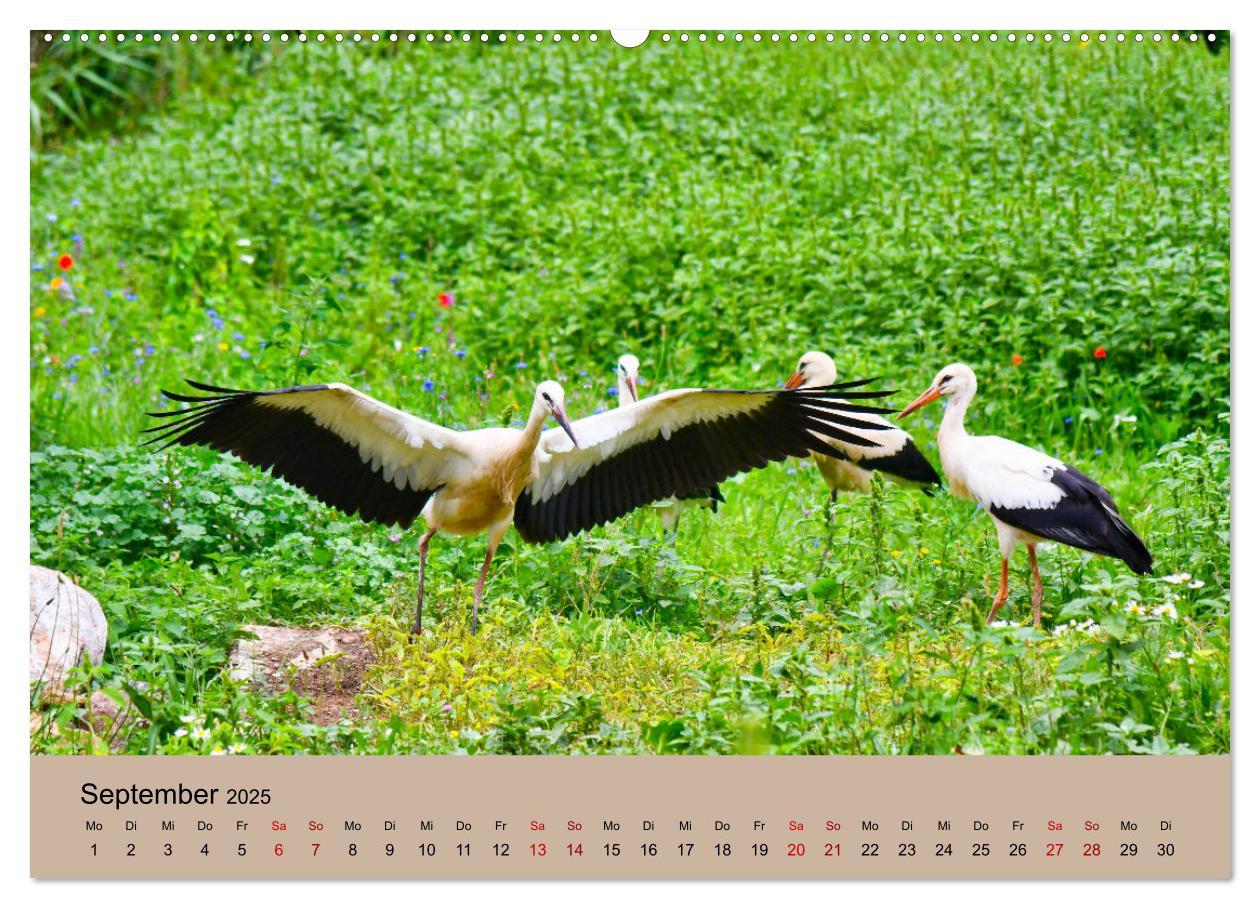 Bild: 9783435019366 | Der Storchenkalender (Wandkalender 2025 DIN A2 quer), CALVENDO...