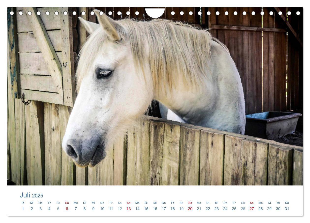 Bild: 9783435494507 | Tierisches Leben auf dem Bauernhof 2025 (Wandkalender 2025 DIN A4...