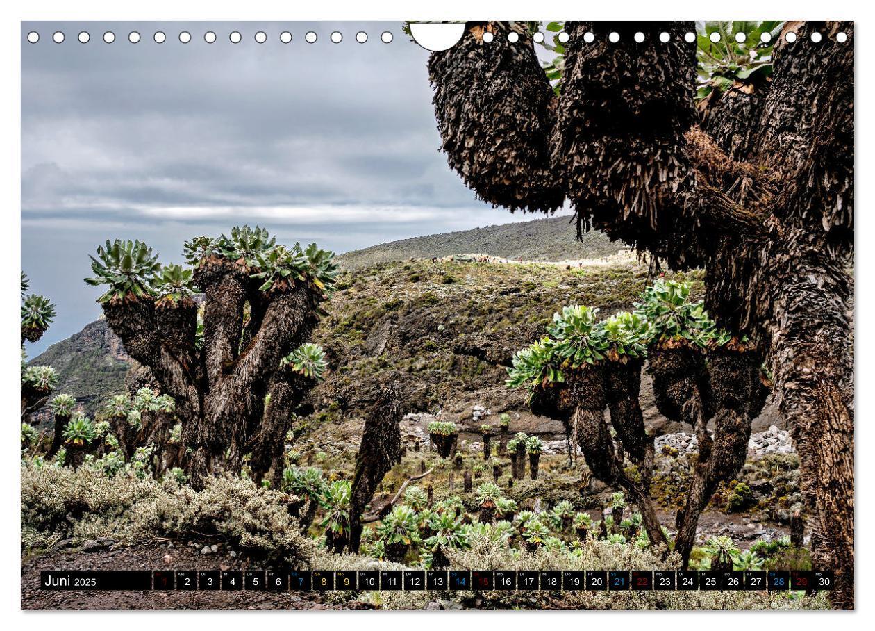 Bild: 9783383761133 | Kilimanjaro - das Dach Afrikas (Wandkalender 2025 DIN A4 quer),...