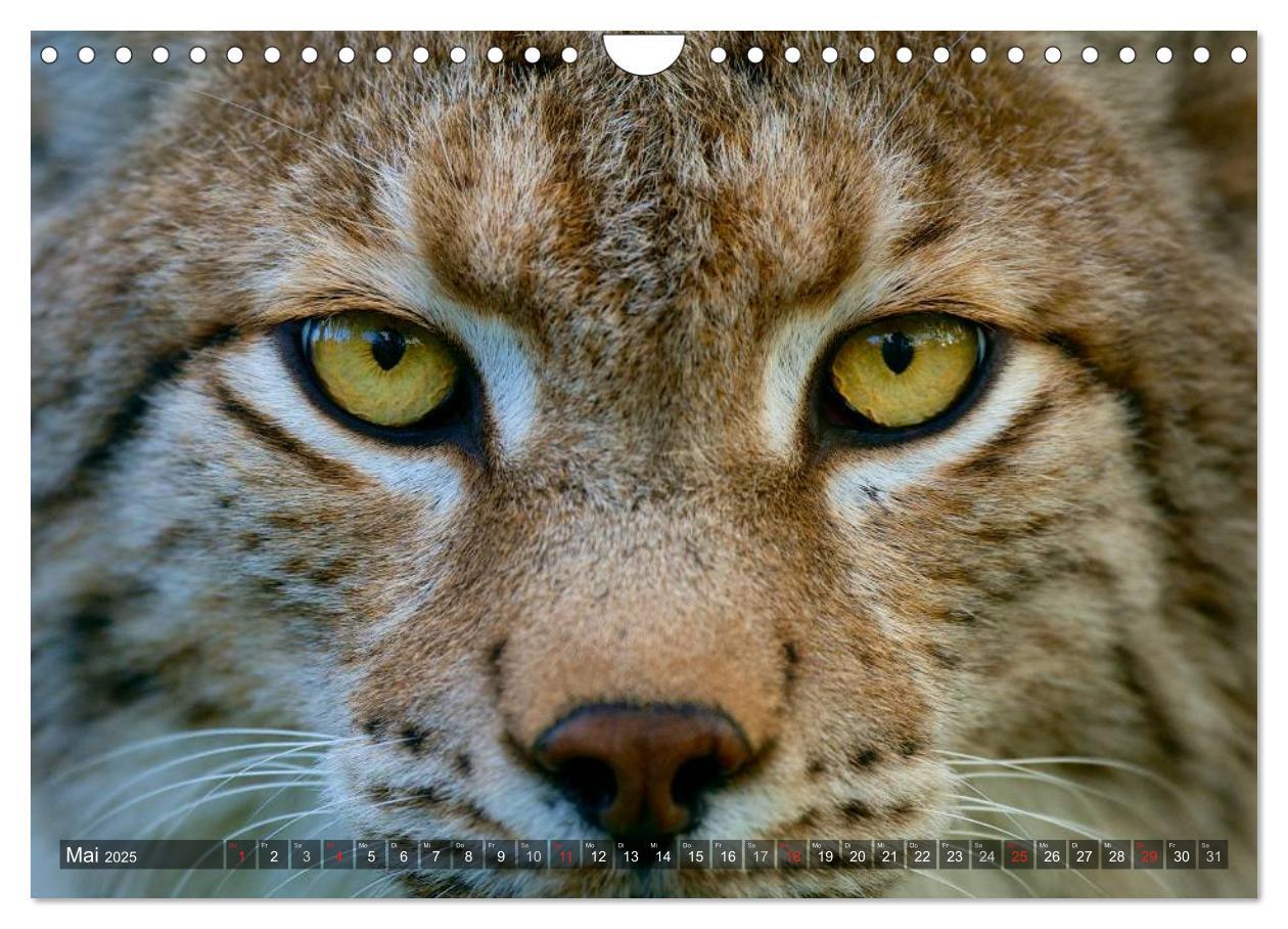 Bild: 9783435690213 | Der Luchs - Dem Pinselohr auf der Spur (Wandkalender 2025 DIN A4...