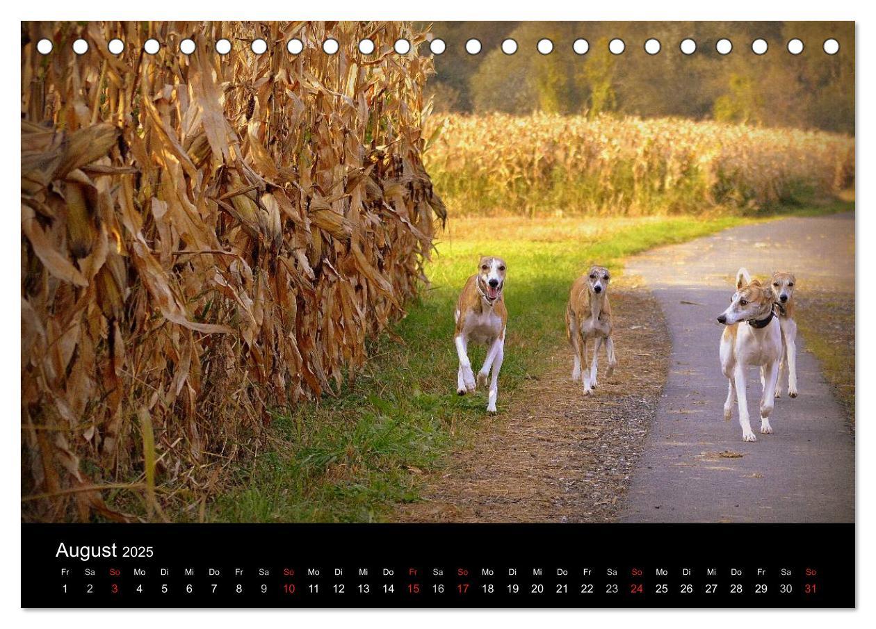 Bild: 9783435629909 | Whippets in Aktion (Tischkalender 2025 DIN A5 quer), CALVENDO...