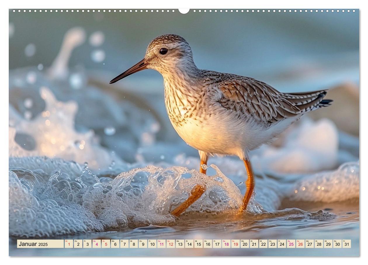 Bild: 9783383768415 | Strandläufer - immer flink unterwegs (Wandkalender 2025 DIN A2...