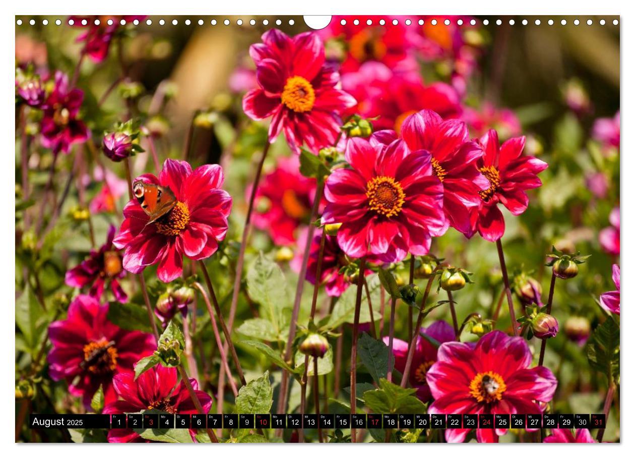 Bild: 9783435663651 | Dahlia - Dahlien (Wandkalender 2025 DIN A3 quer), CALVENDO...