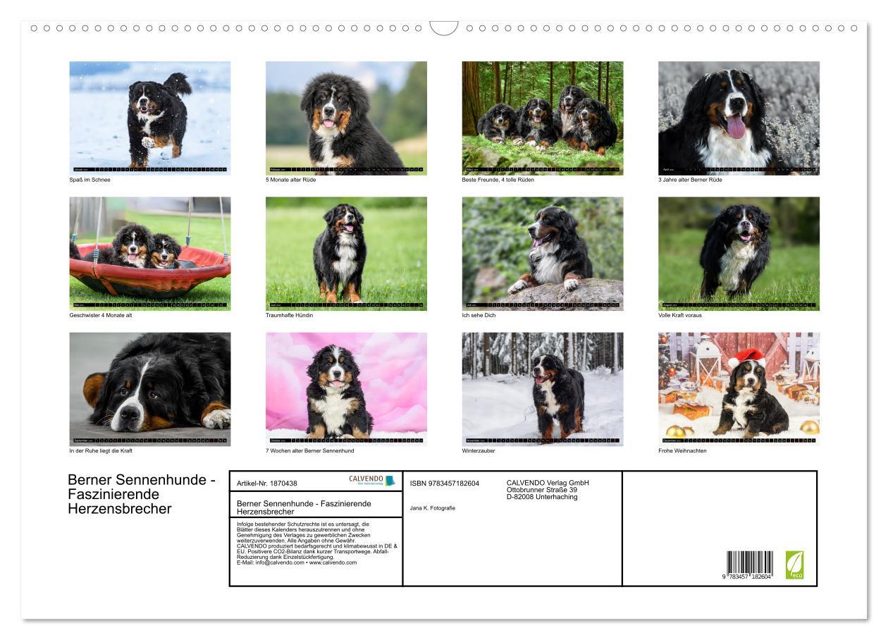 Bild: 9783457182604 | Berner Sennenhunde - Faszinierende Herzensbrecher (Wandkalender...