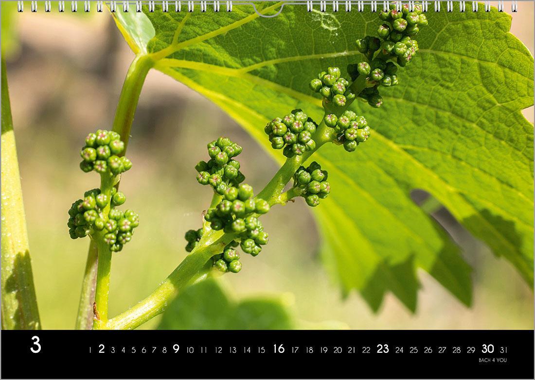 Bild: 9783969030981 | Der Weinkalender 2025, DIN A4 - ein Fotokalender | Peter Bach Jr.