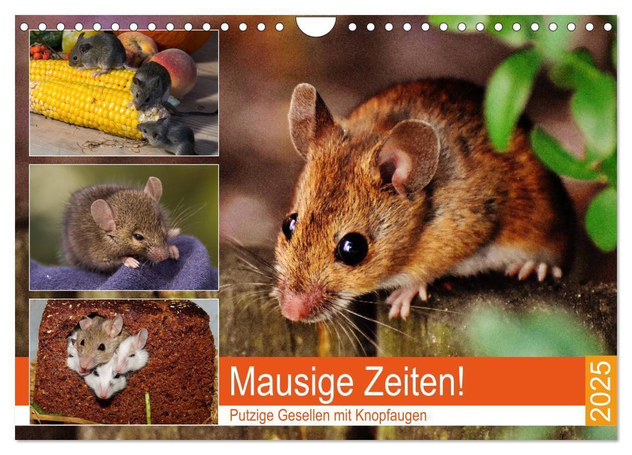 Cover: 9783435338900 | Mausige Zeiten! Putzige Gesellen mit Knopfaugen (Wandkalender 2025...