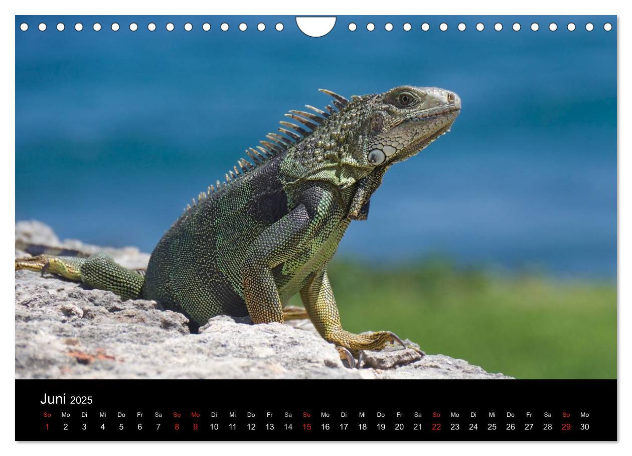 Bild: 9783435461820 | Trauminsel Puerto Rico (Wandkalender 2025 DIN A4 quer), CALVENDO...